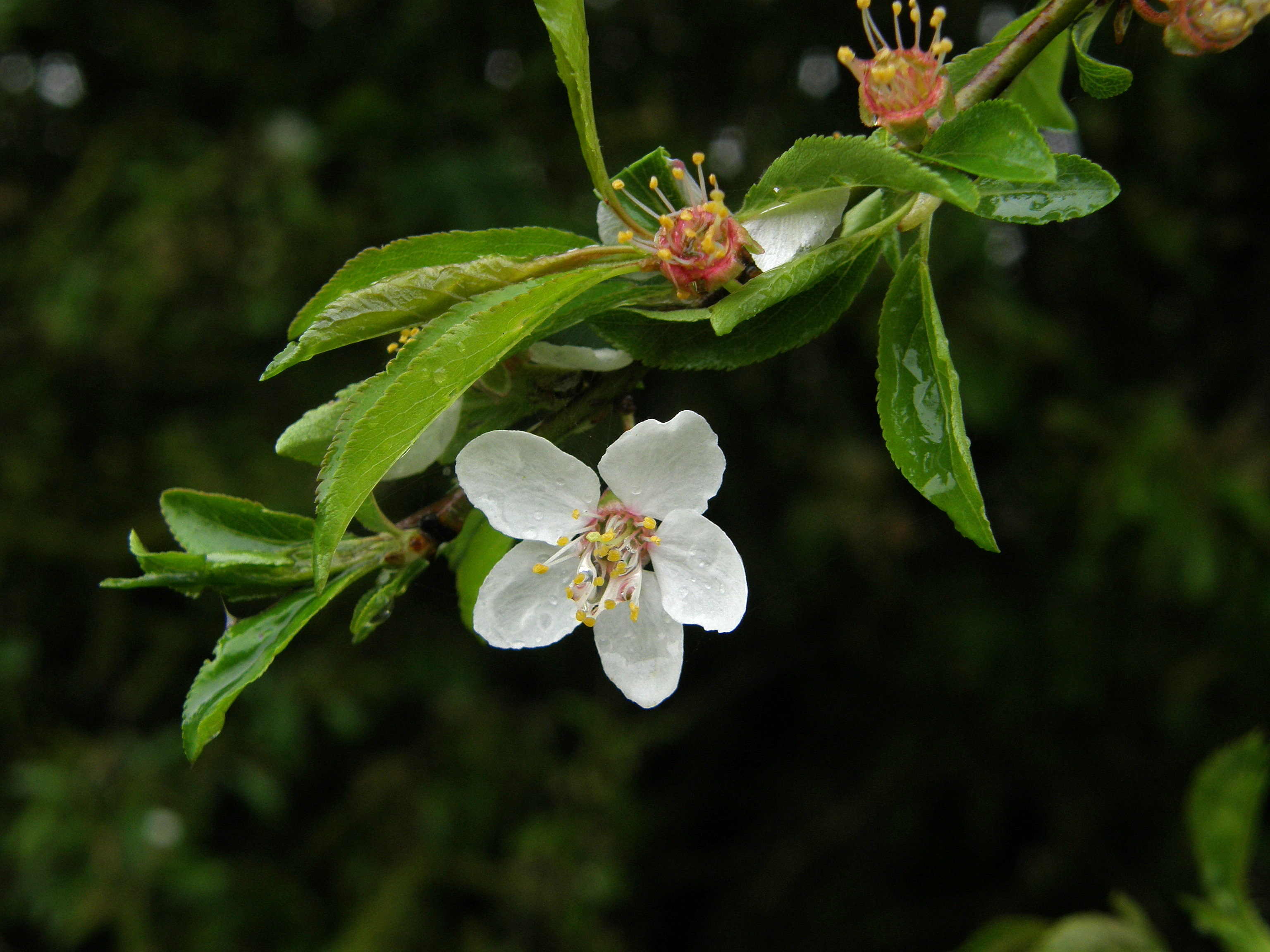 Malus sylvestris (rights holder: Bas Kers (NL))