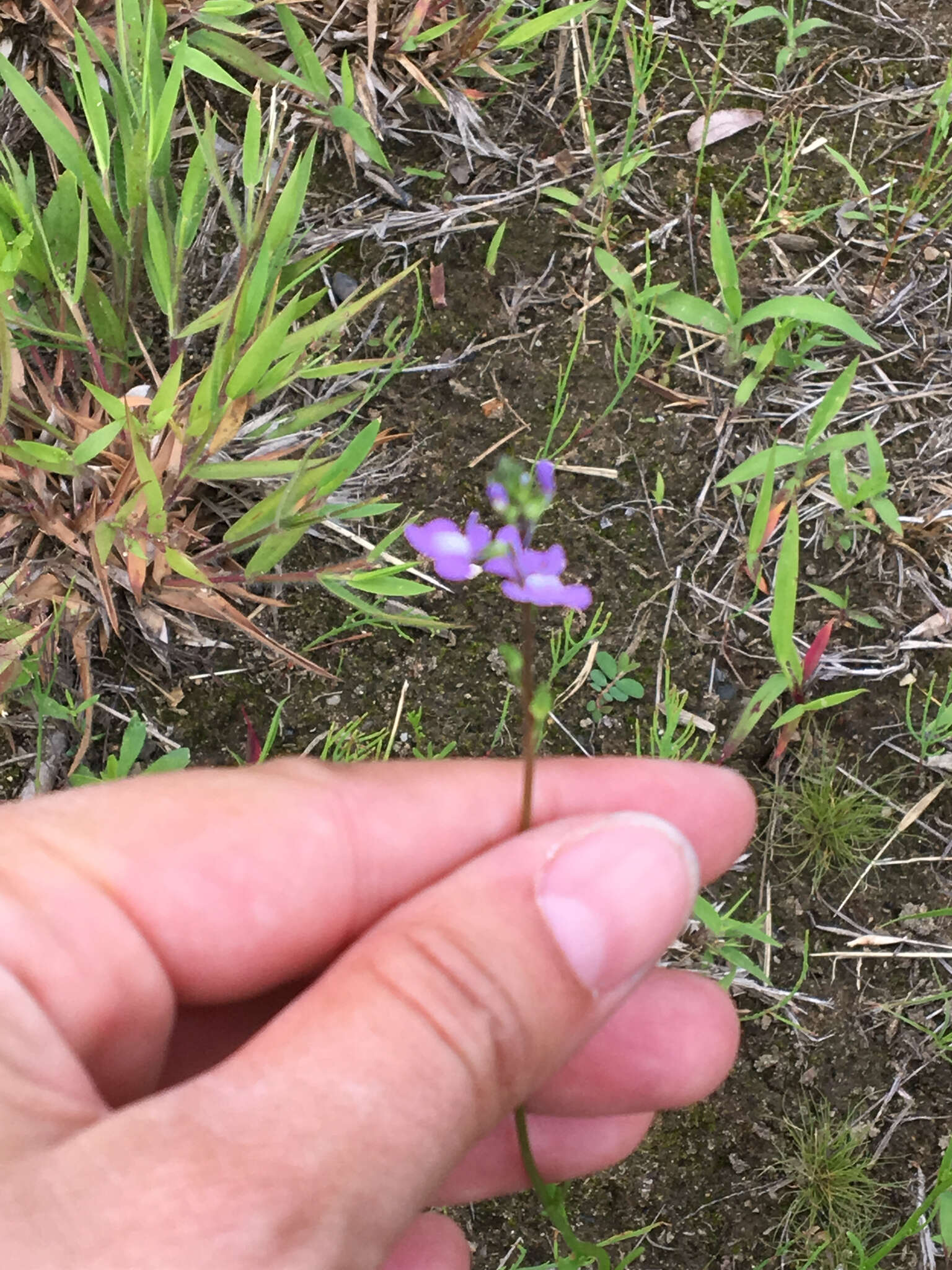 Plancia ëd Nuttallanthus canadensis (L.) D. A. Sutton