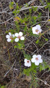 Image of Adenandra uniflora (L.) Willd.