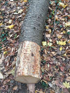 Image of Black birch