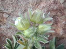 Imagem de Potentilla nivalis Lapeyr.