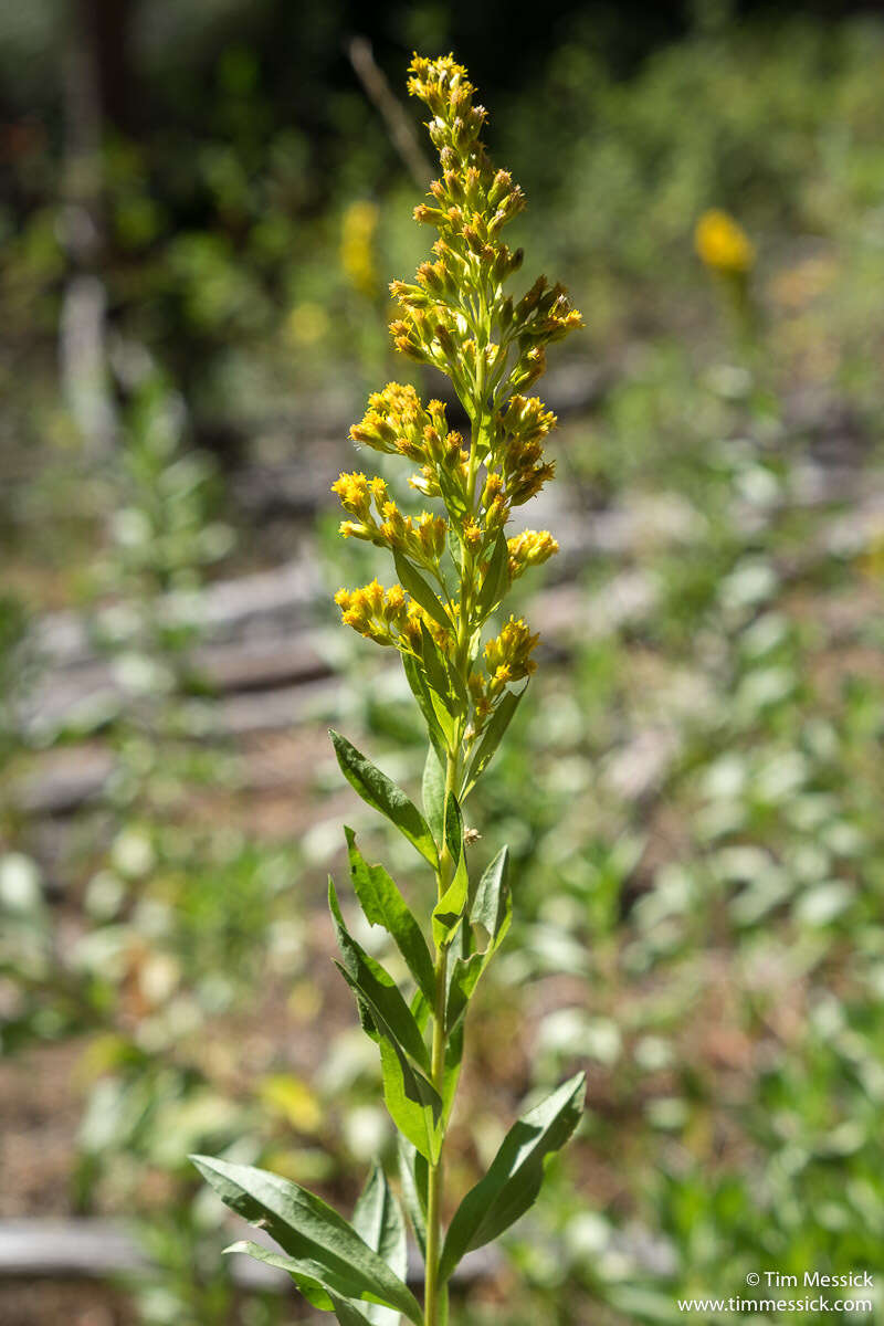 Image of Solidago elongata Nutt.