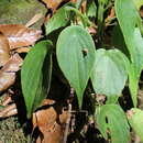 Image of Peperomia amphitricha Trel.