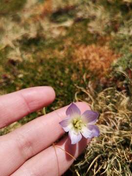 Image of Gentianella ottonis (Phil.) Munoz