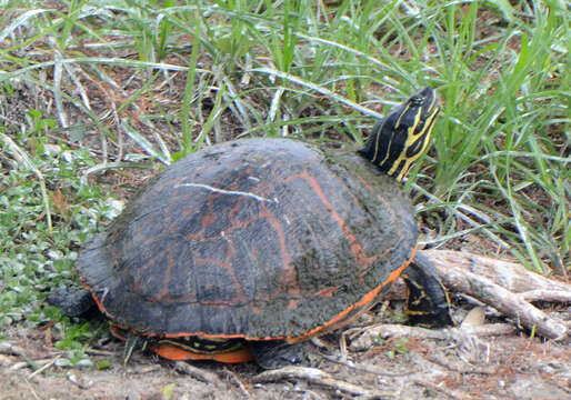 Image of Florida Red-bellied Cooter