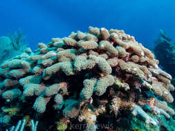 صورة Porites porites (Pallas 1766)