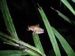 Image of Cross-banded Treefrog