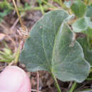 Image of hillside false bindweed