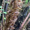 Image of Dryopteris unidentata var. paleacea (Hillebr.) Fraser-Jenk.