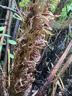 Plancia ëd Dryopteris unidentata var. paleacea (Hillebr.) Fraser-Jenk.