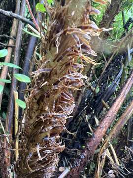 Image of Dryopteris unidentata var. paleacea (Hillebr.) Fraser-Jenk.