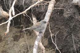 Image of Junco phaeonotus alticola Salvin 1863