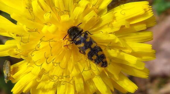 Image of Acmaeodera quadrifasciata prunneri Spinola 1838