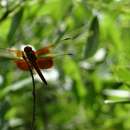 Image of Libellula gaigei Gloyd 1938