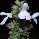 Sivun Salvia shannonii Donn. Sm. kuva