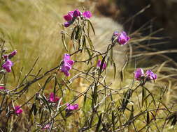 Image of Collaea argentina Griseb.