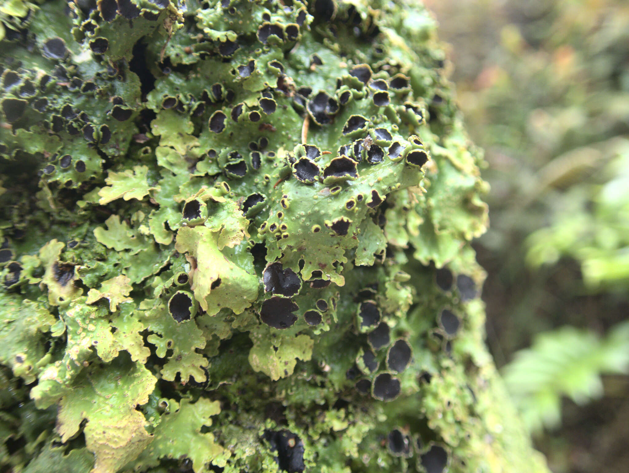 Image of <i>Pseudocyphellaria montagnei</i> (C. Bab.) D. J. Galloway & P. James