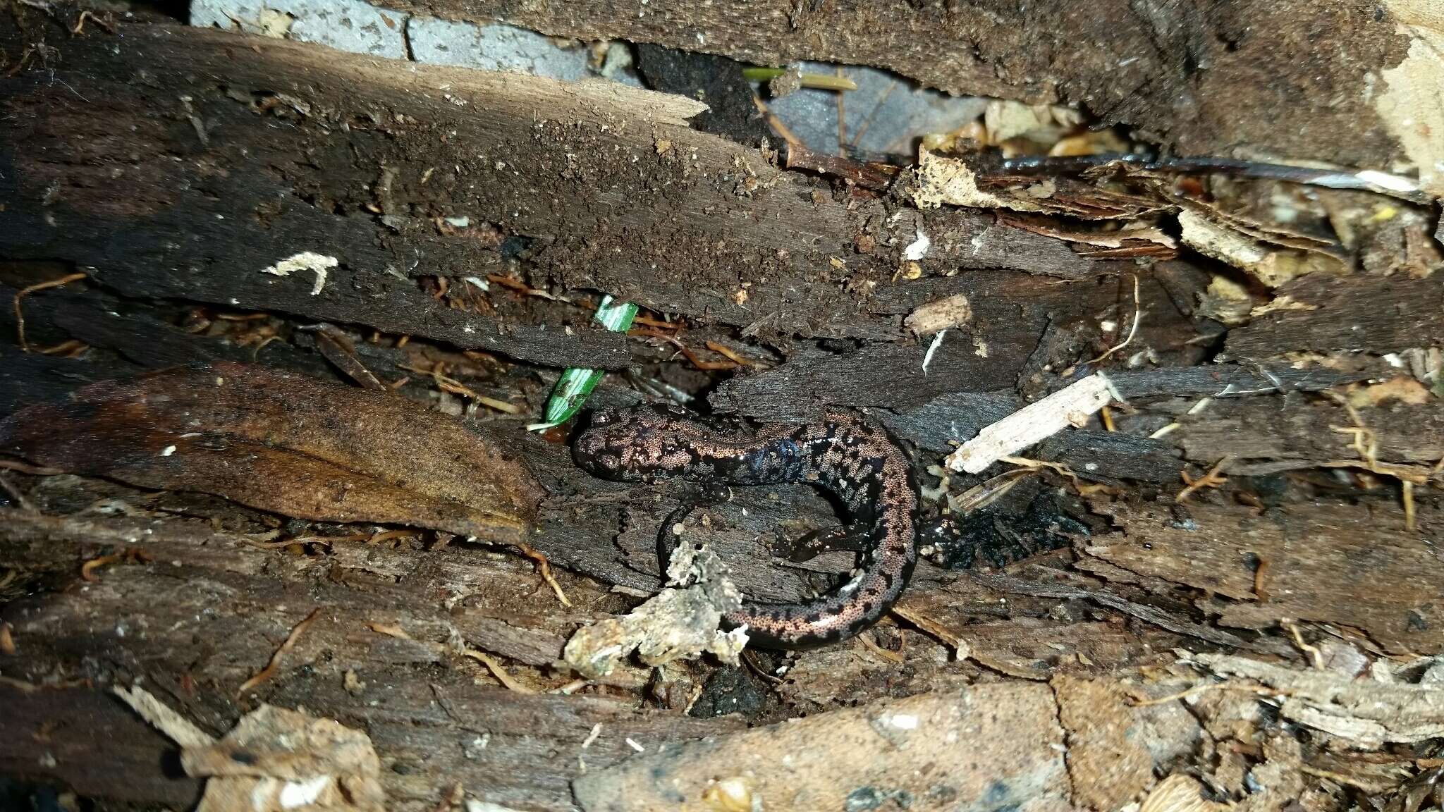 Image of Plethodon welleri Walker 1931