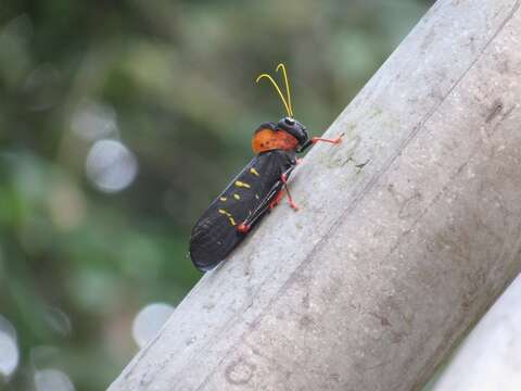 Image of Monachidium