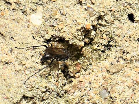 Image of Spider wasp