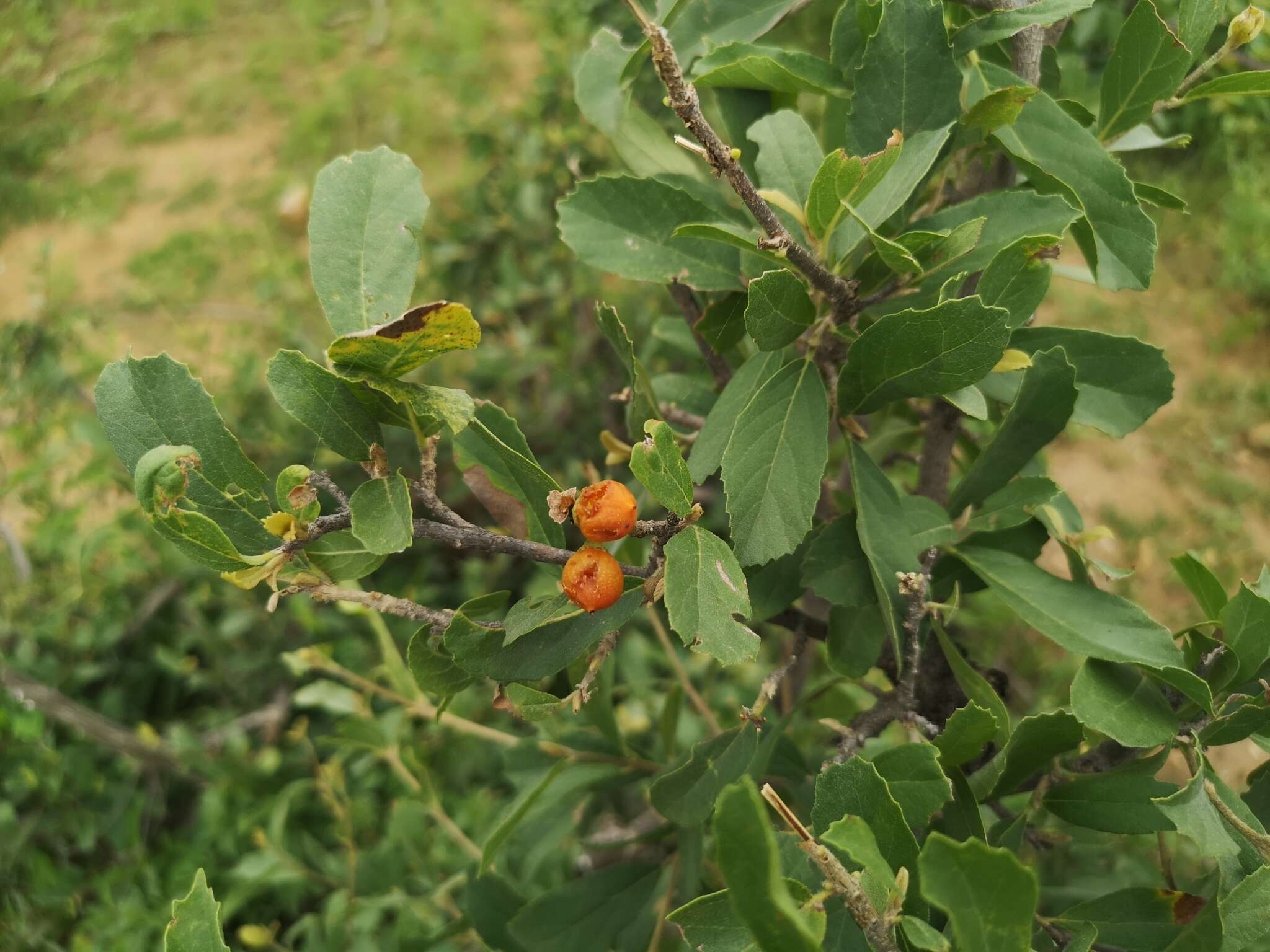 Image of Cordia quercifolia Klotzsch