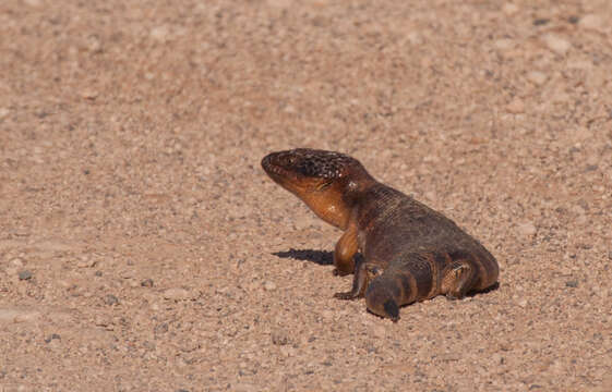 Image of Western blue-tongued lizard