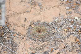 Image de Mammillaria brandegeei (J. M. Coult.) Engelm. ex K. Brandegee