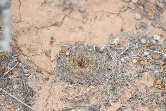 Image de Mammillaria brandegeei (J. M. Coult.) Engelm. ex K. Brandegee