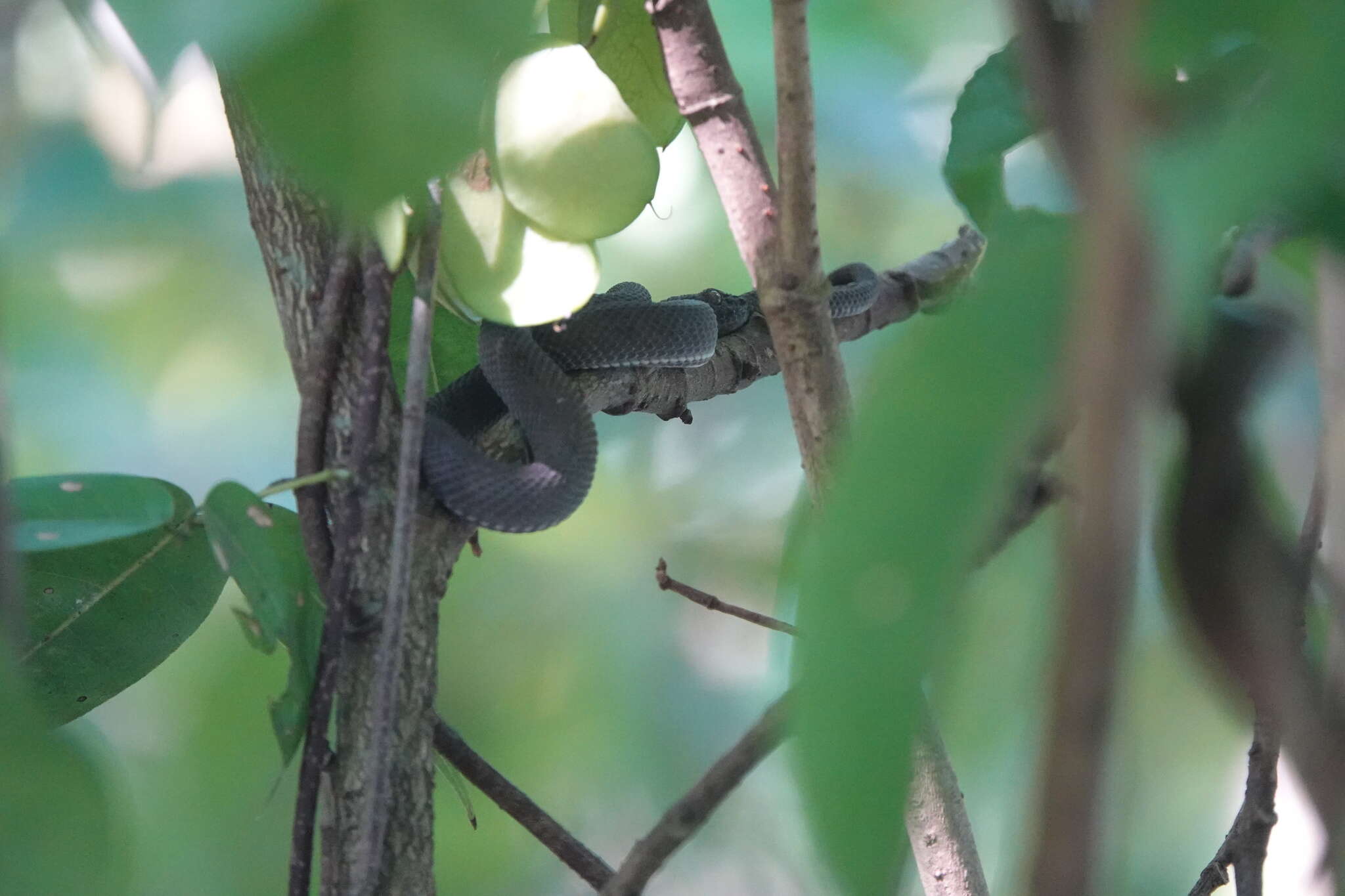 Trimeresurus purpureomaculatus (Gray 1832) resmi