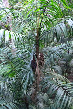 Image of Bamboo Palm