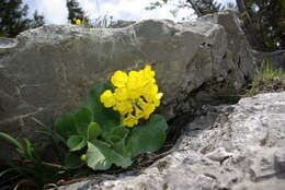 Image of Primula auricula L.