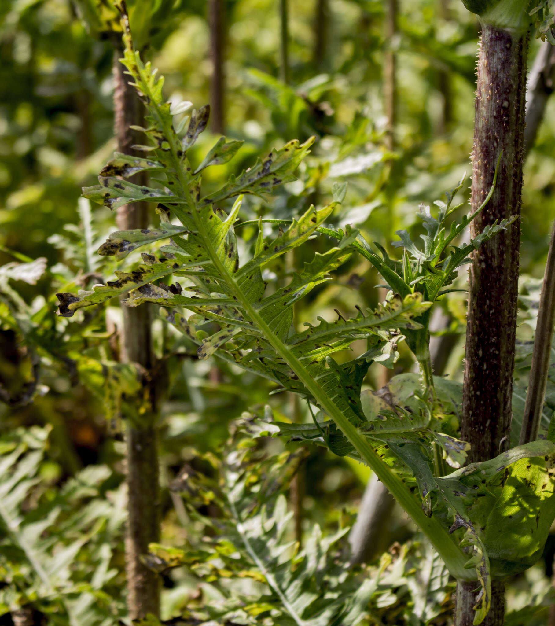 Image of cutleaf teasel