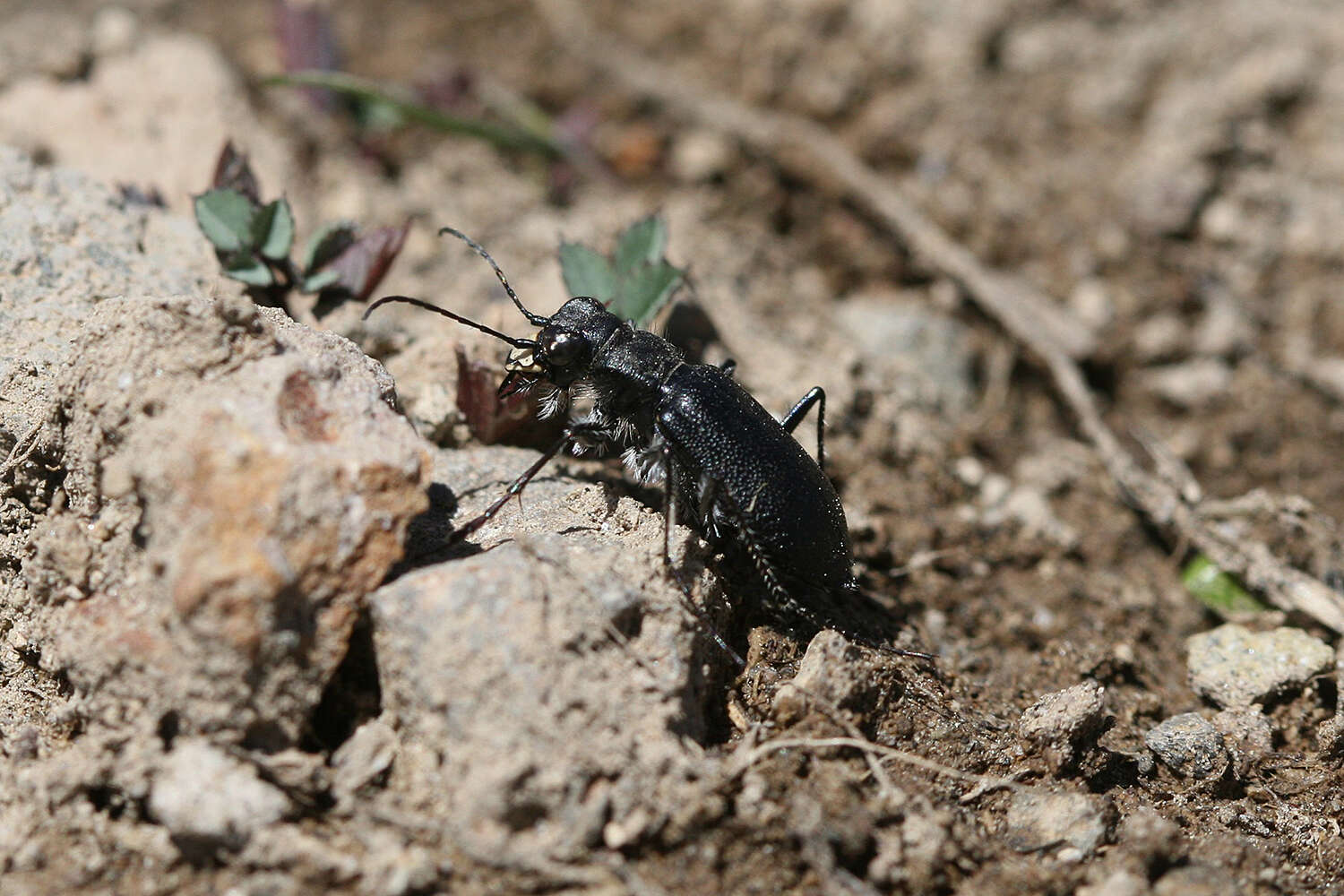 Image of Black-bellied tiger beetle