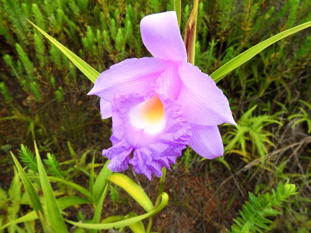 Imagem de Sobralia macrantha Lindl.