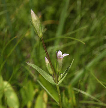 Image of autumn dwarf gentian