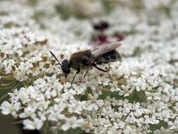 صورة Stratiomys longicornis (Scopoli 1763)