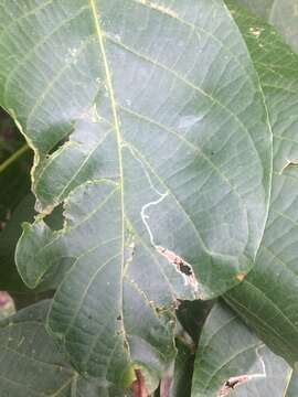 Image of walnut leaf miner