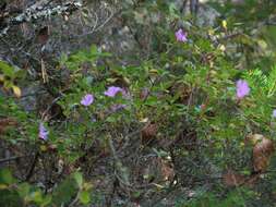 Image of Rhododendron mucronulatum subsp. sichotense (Pojark.) A. Khokhr.