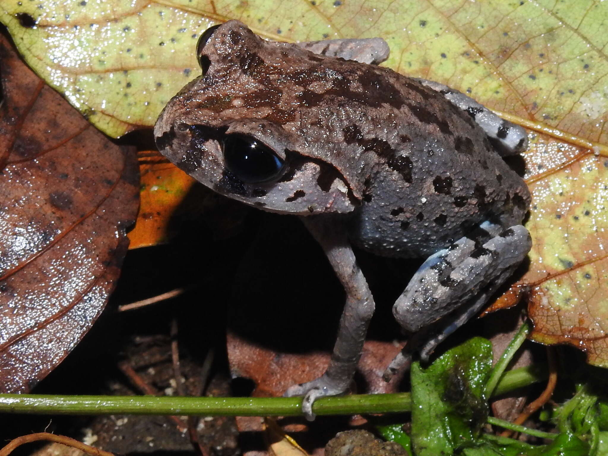 Image of Hasselt's Litter Frog