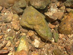 Image of Snubnose Darter