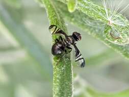 Image of Rivellia hispanica Lyneborg 1969