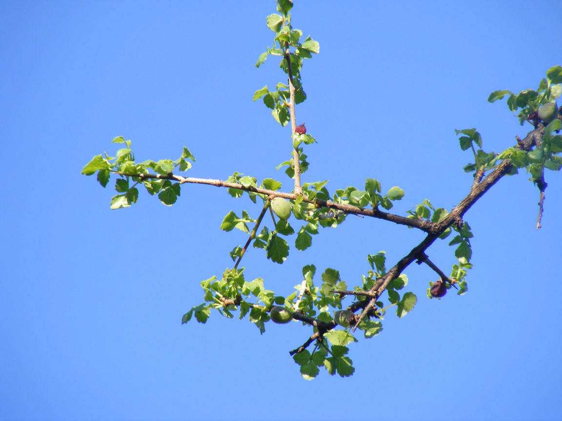 Image of Glossy-leaved corkwood