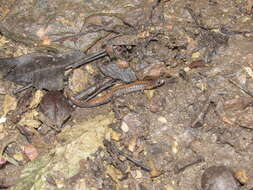 Plethodon dorsalis Cope 1889 resmi