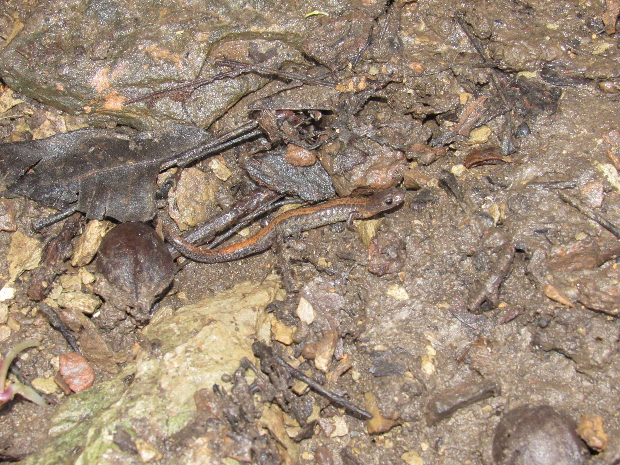 Plethodon dorsalis Cope 1889 resmi