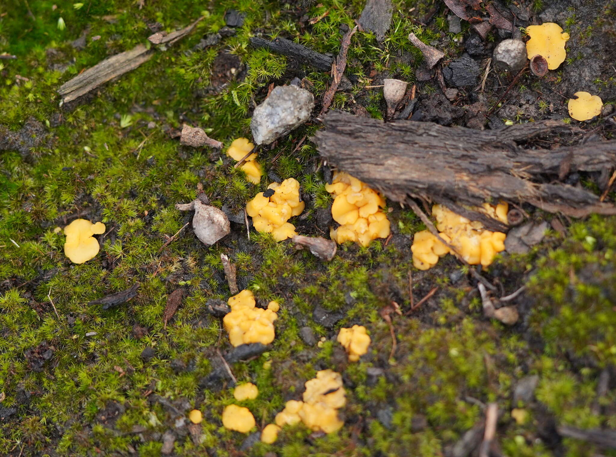 Image of Phaeohelotium