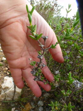 Delosperma asperulum (Salm-Dyck) L. Bol. resmi