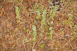 Image of simplebeak ironwort