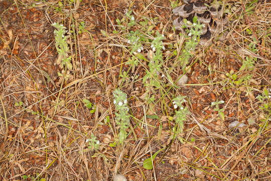 Image of simplebeak ironwort