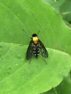 Image of Golden-backed Snipe Fly