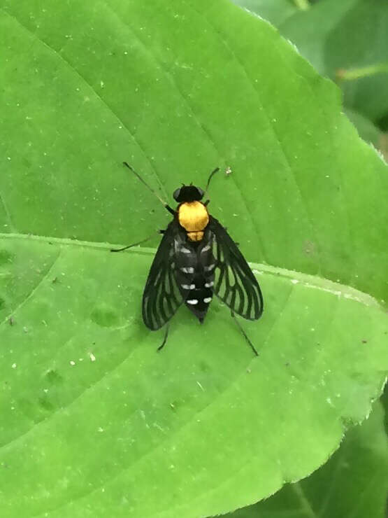 Image of Golden-backed Snipe Fly